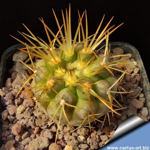 Copiapoa haseltoniana N. Paposo, Region 02 Antofagasta, Chile