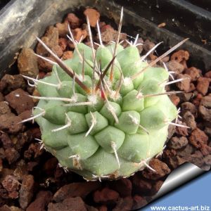 Strombocactus corregidorae