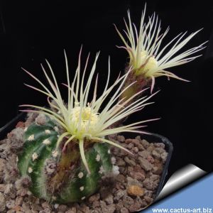Lobivia cv. SHINSHOWA WHITE