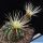 Lobivia cv. SHINSHOWA WHITE