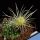 Lobivia cv. SHINSHOWA WHITE