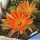 Chamaecereus hybrid cv. TIGER STRIPES