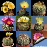 Notocactus sp. (mixed forms)