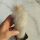 Cremnocereus albipilosus Dry Forest of Bolivia CUTTING/TALEA