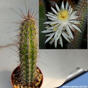Nyctocereus serpentinus (snake cactus)