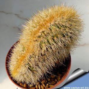 Pachycereus pringlei forma cristata (yellow spines form)