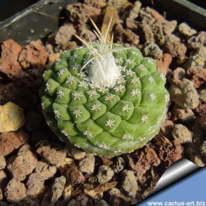 Strombocactus disciformis f. minimus (Strombocactus jarmilae)