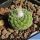 Strombocactus disciformis f. minimus (Strombocactus jarmilae)