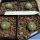 Strombocactus disciformis f. minimus (Strombocactus jarmilae)