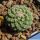 Strombocactus disciformis f. minimus (Strombocactus jarmilae)