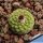 Strombocactus disciformis f. minimus (Strombocactus jarmilae)