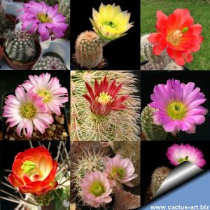 Echinocereus sp. (mixed forms)