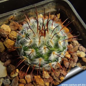Mammillaria perezdelarosae GCG Cienega de Mata I, Jalisco, Mexico