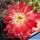 Lobivia maximiliana v. westi hybrid