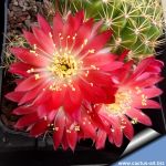 Lobivia maximiliana v. westi hybrid