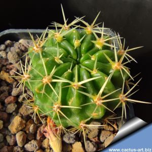Lobivia maximiliana v. westi hybrid