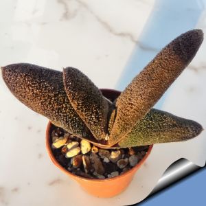 Gasteria batesiana Warrenton form