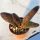 Gasteria batesiana Warrenton form