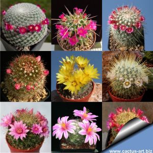 Mammillaria sp. (Mixed forms)