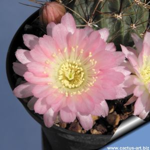 Lobivia pentlandii cv. 1