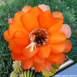 Trichopsis (Trichocereus x Echinopsis hybrid) cv. FLOR ARANCIO (orange)