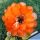 Trichopsis (Trichocereus x Echinopsis hybrid) cv. FLOR ARANCIO (orange)