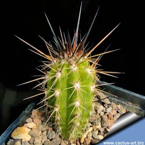 Eulychnia breviflora