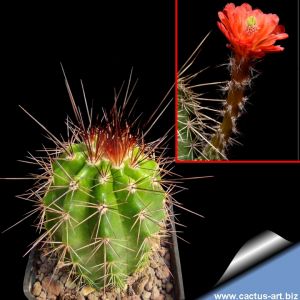 Echinocereus acifer ssp. tubiflorus Zacatecas, Mexico