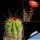 Echinocereus acifer ssp. tubiflorus Zacatecas, Mexico