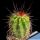 Echinocereus acifer ssp. tubiflorus Zacatecas, Mexico