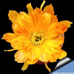 Lobivia cv. YELLOW TIGER