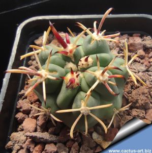 Glandulicactus mathssoni PP503 Mineral de Pozos, Guanajuato, Mexico (Ancistrocactus)