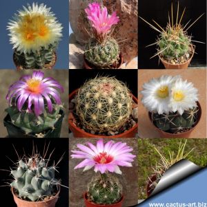 Thelocactus sp. (mixed forms)