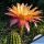 Trichopsis (Trichocereus x Echinopsis hybrid) cv. SUPER APRICOT