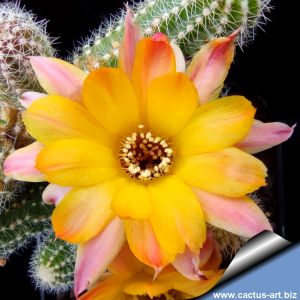 Chamaecereus hybrid (Chamaelobivia) cv. RGW 1.2003.08