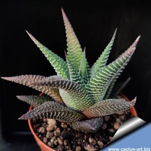 Haworthia longiana Gamtoos River Valley