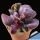 Adromischus cristatus cv. BURGUNDY ( dark form )