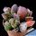 Adromischus cristatus cv. BURGUNDY ( dark form )