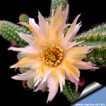 Chamaecereus hybrid (Chamaelobivia) cv. PAN 17.4.98