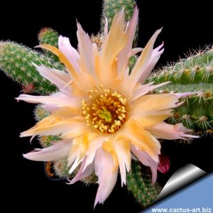 Chamaecereus hybrid (Chamaelobivia) cv. PAN 17.4.98