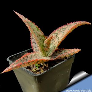 Aloe cv. PINK BLUSH