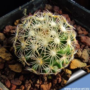 Coryphantha hintoniorum ssp. geofreyii San Pablo, Nuevo Leon, Mexico
