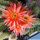 Chamaecereus hybrid cv. ORANGE FRANZ