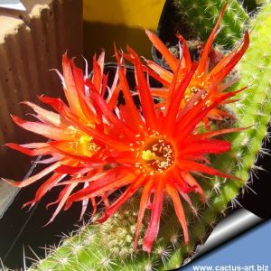 Chamaecereus hybrid (Chamaelobivia) cv. ORANGE FRANZ