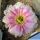 Echinopsis hybrid cv. HERMES (Wesner)