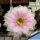 Echinopsis hybrid cv. HERMES (Wesner)
