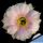 Echinopsis hybrid cv. HERMES (Wesner)