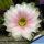 Echinopsis hybrid cv. HERMES (Wesner)