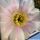 Echinopsis hybrid cv. HERMES (Wesner)