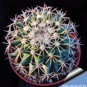 Mammillaria heyderi 